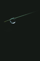 drop of water on a needle