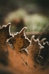 Frozen leaf on the ground