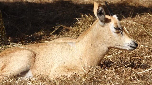 baby scimitar oryx (Oryx dammah), also known as the scimitar-horned oryx and the Sahara oryx