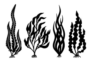 Set of algae silhouettes. Black plants isolated on white background. Long wavy leaves, roots. Sea Laminaria. Template for plotter laser cutting of paper, fretwork, wood carving, metal engraving, cnc.