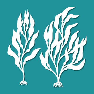 white seaweed on teal background clip art preview