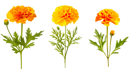 Set of stem marigold flowers with green leaves on a transparent background.