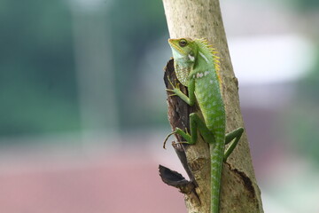 green lizard on a tree
