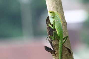 green lizard on a tree