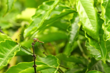 dragonfly on a leaf