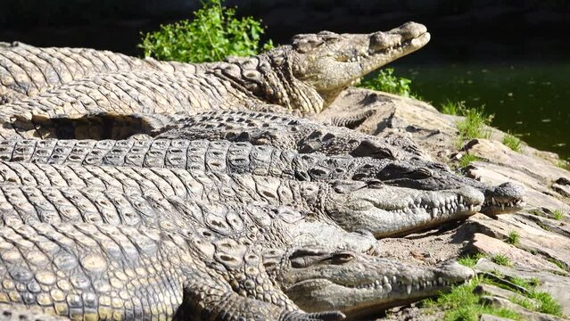 Nile crocodile (Crocodylus niloticus) with open mouth