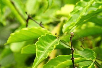 Dragonfly on a tree