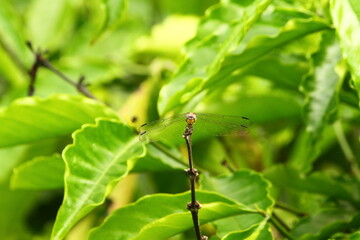 Dragonfly on a tree