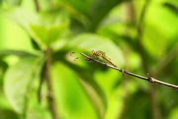 dragonfly on a green leaf