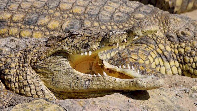 Nile crocodile (Crocodylus niloticus) with open mouth