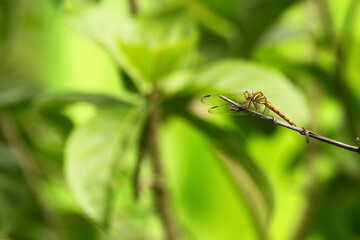dragonfly on a leaf