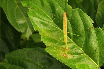praying mantis of a tree