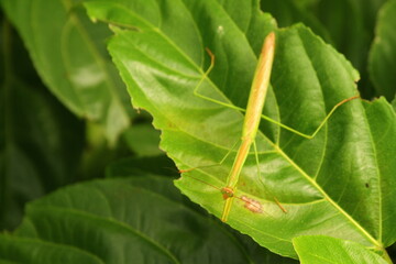praying mantis of a tree