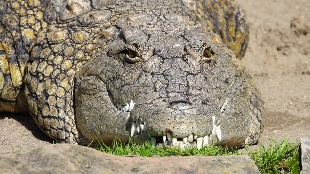 Nile crocodile (crocodylus niloticus) closes one eye. close up, slow motion