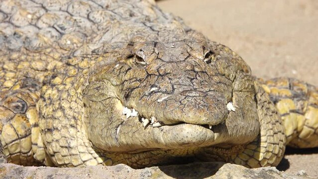 Nile crocodile (Crocodylus niloticus) with open mouth