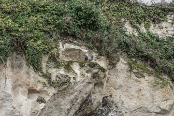 Two pigeons on a rocky wall