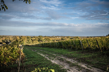 french vineyard landscape,Winemaking and grape fields.