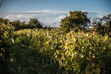 Fototapeta na wymiar french vineyard landscape,Winemaking and grape fields.