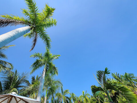 palm trees on blue sky background