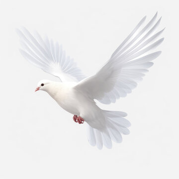  a flying white dove of peace  on transparency background PNG