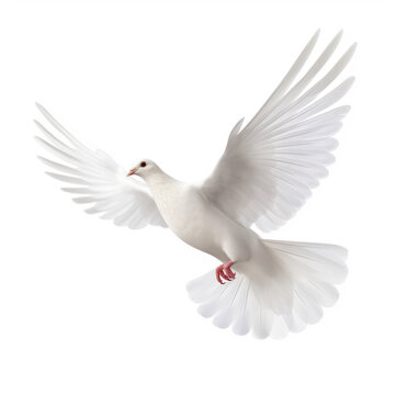  a flying white dove of peace  on transparency background PNG