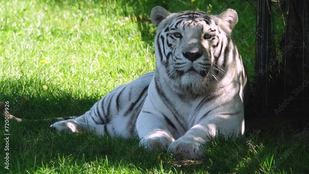 Canvas Prints white tiger lies on green grass