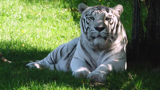 white tiger lies on green grass