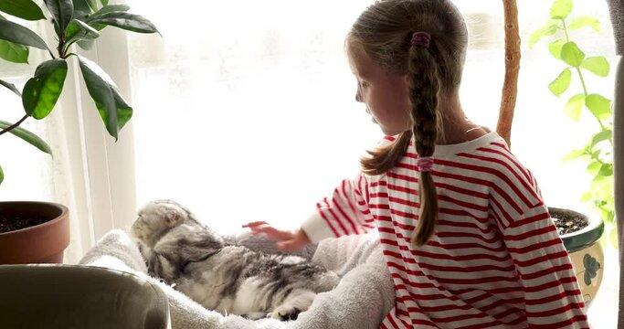 Little girl with plaits strokes purebred cat sitting on windowsill with plants. Love and care for animal in hammock in light apartment slow motion