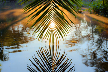A serene palm leaf reflected in water during a tranquil golden hour, showcasing the beauty of nature.