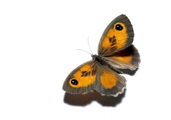 Beautiful butterfly  isolated on white background, gatekeeper or hedge brown, Pyronia tithonus