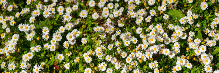 Fototapeta premium Flower meadow panorama (wide angle) with hundreds of blooming lawn daisies on a spring day in Iserlohn Sauerland Germany. Common daisy (Bellis perennis) flowers with white petals and yellow stamens. 