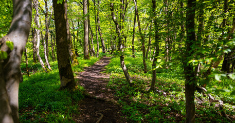 Idyllic footpath in a forest in Hemer Sauerland, Germany. Bright green grass and leaves on a sunny spring day. Natural reserve walk way in “Felsenmeer“ with beech and oak trees, sunlight and shadow