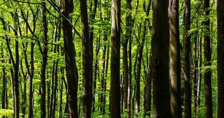 Parallel strong trunks of beech trees (fagus) in a natural reserve in Sauerland Germany on a sunny...