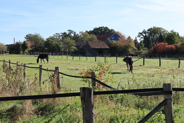 Pferde auf einer Weide im Abendlicht in Arnsberg im Sauerland © Pixel62