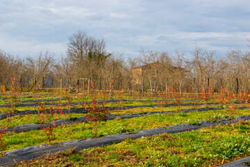 Fototapeta premium Blueberry plantation