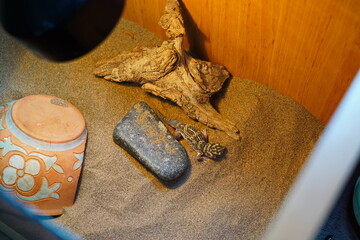 A lizard terrarium at the Institute of Seismology for behavior analysis.