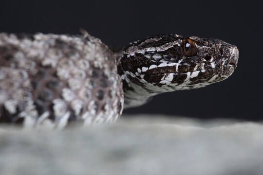 A Pygmy Rattlesnake resting on a rock

