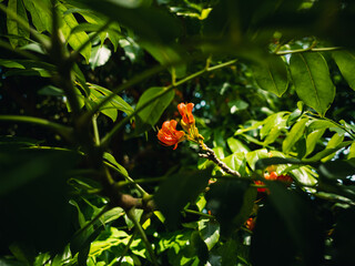 Orange flowers on a tree