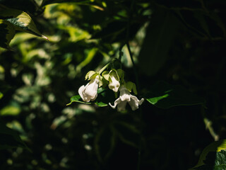 Fototapeta premium white flowers on a tree