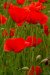 Papaver rhoeas or common poppy, red poppy is an annual herbaceous flowering plant in the poppy family, Papaveraceae, with red petals