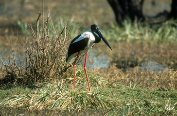 Jabiru d'Asie,.Ephippiorhynchus asiaticus, Black necked Stork, Parc national de Keoladeo, Inde