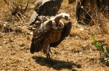 Vautour de Rüppell,.Gyps rueppelli , Rüppell's Vulture, Parc national du Serengeti, Tanzanie