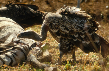 Vautour de Rüppell,.Gyps rueppelli , Rüppell's Vulture, Parc national du Serengeti, Tanzanie