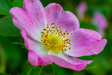 From above closeup of colorful Rosa canina flower with pink petals and stamens growing in garden on blurred background