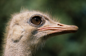 Autruche d'Afrique,.Struthio camelus, Common Ostrich, Afrique