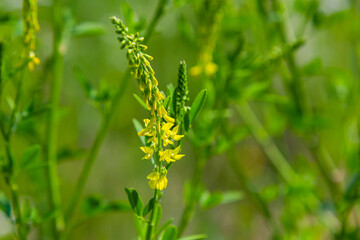 Flowers of Melilotus officinalis is on bright summer background. Blurred background of yellow - green. Shallow depth of field