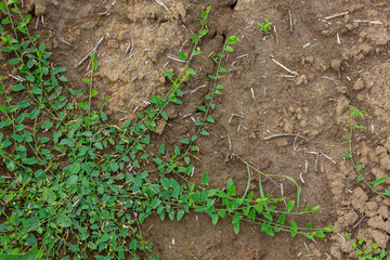 Field bindweed or Convolvulus arvensis European bindweed Creeping Jenny Possession vine herbaceous perennial plant with open and closed white flowers surrounded with dense green leaves
