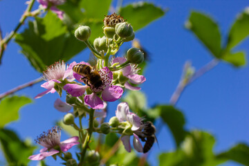 Soft pink blackberry flowers and buds in spring - Rubus fruticosus