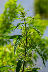 Stinging nettles Urtica dioica in the garden. Green leaves with serrated edges