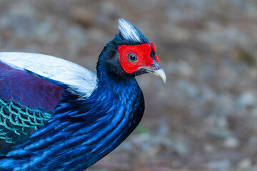 Swinhoe's pheasant male, endemic bird of Taiwan
